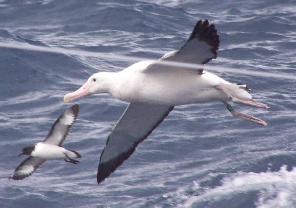 wandering_albatross_green376_ uruguay_sebastian_jimenez